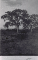 Film transparency of trees at Big Springs, Las Vegas, circa mid 1970s
