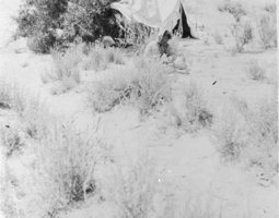 Film transparency of a Native American camp, circa early 1900s
