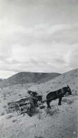Photograph of a man and a mule, circa early 1900s