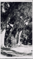 Transparency of Las Vegas Ranch, Las Vegas, circa early 1900s
