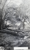Postcard of Las Vegas Creek, Las Vegas, circa early 1900s