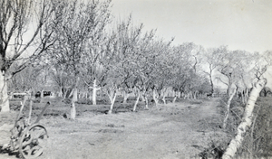 Photograph of an orchard at the Las Vegas Ranch, circa early 1900s