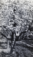 Photograph of a child in a tree at the Las Vegas Ranch, circa early 1900s