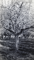 Photograph of children sitting in a tree, Las Vegas, circa early 1900s