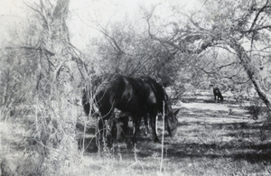 Photograph of horses at the Las Vegas Ranch, circa early 1900s