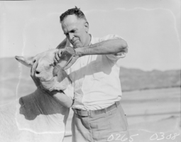 Film transparency of man and burros, Nevada, 1930-1931