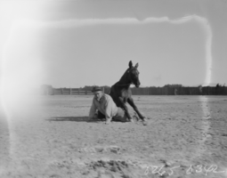 Film transparency of a rodeo in Las Vegas, Nevada, 1930