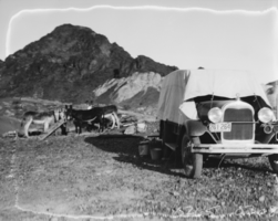 Film transparency of burros in Black Canyon, Nevada, circa 1930-1931