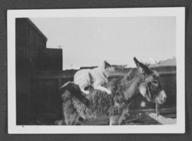 Photograph of a dog sitting on a donkey, Las Vegas, circa 1920-1930s