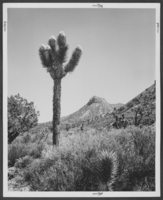 Photograph of a blooming Joshua tree in the desert, circa 1940s-1950s