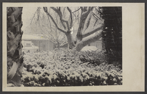 Photograph of snow at a private residence, North Las Vegas, Nevada, January 1979