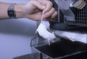 Slide of a mouse in a lab, University of Nevada, Las Vegas, circa 1982