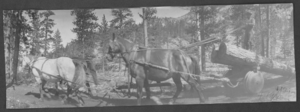 Postcard of horses, Lincoln County, Nevada, circa early 1900s