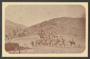 Postcard of mule teams, Belleville, Nevada, 1880s