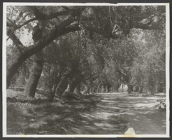 Photograph of Taylor Ranch, Las Vegas, Nevada, 1964
