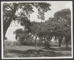 Photograph of Taylor Ranch, Las Vegas, Nevada, 1964