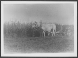 Photograph of Gilcrease Ranch, Las Vegas, Nevada, mid 1920s