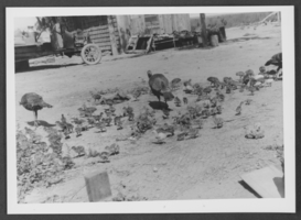 Photograph of turkeys, Las Vegas, Nevada, circa 1922-1923