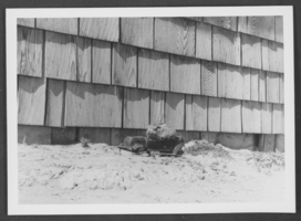 Photograph of pet jackrabbit, Las Vegas, Nevada, circa 1923