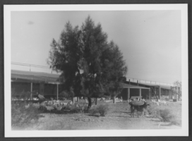 Photograph of chicken house, Las Vegas, Nevada, circa 1920s
