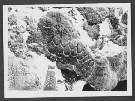 Photograph of petroglyphs at Lake Winnemucca, Nevada, circa late 1800s - early 1900s