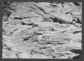 Photograph of petroglyphs, 1975