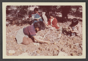 Photograph of Indians gathering pinenuts, 1968