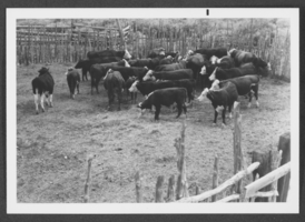 Photograph of cattle in Panaca, Nevada, circa 1950s-1970s