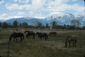 Slide of Gardnerville, Nevada, May 1966