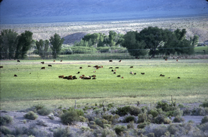 Slide of Pahranagat Valley, Nevada, circa 1960s