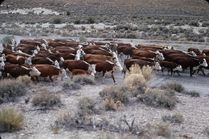 Slide of Delmue cattle, Panaca, Nevada, circa 1960s