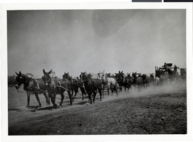 Photograph of a freight team, circa 1905