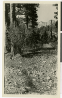 Photograph of Mt. Charleston, Nevada, circa 1925