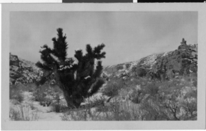 Photograph of the road to Mt. Charleston, Nevada, circa 1925