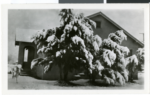 Photograph of a snow-laden tree, Las Vegas, circa 1930