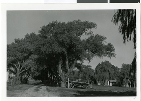 Photograph of Corn Creek Ranch, Nevada, circa 1938