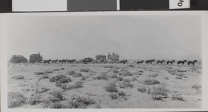Photograph of Rose and Palmers, Beatty, NV, circa early 1900's