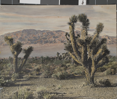 Photograph of a desert scene, Boulder City, Nevada, circa early to mid 1900s