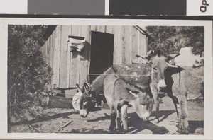 Photograph of desert wildlife, circa early 1900s