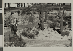Photograph of the Xeriscape Demonstration Garden, Las Vegas, circa 1970s-1980s