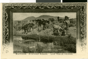 Postcard of donkeys drinking and grazing in Las Vegas, circa early 1900s