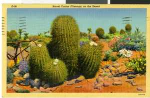 Postcard of a barrel cactus, circa 1930s to 1950s