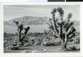Photograph of Joshua trees, circa 1930s to 1950s