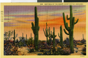 Postcard of Saguaro cacti, circa 1930s to 1950s