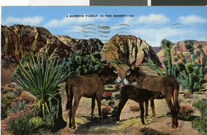 Postcard of donkeys in the southwest desert, circa 1930s to 1950s