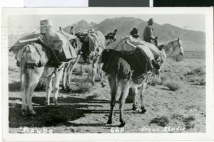 Postcard of donkeys in the southwest desert, circa 1930s to 1950s