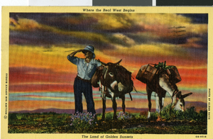Postcard of donkeys and a prospector, circa early 1900s