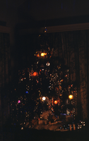 Slide of a Christmas tree, circa 1950