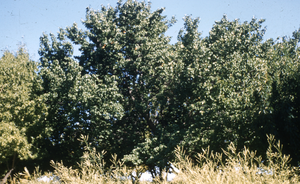 Slide of Frank Buol's apricot tree, 1955