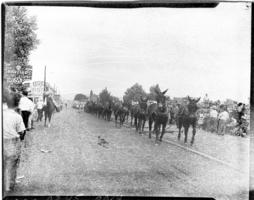Film transparency of a 20-mule team in the Helldorado Parade, Fremont Street,  Las Vegas, Nevada, May, 1954